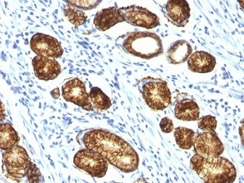 MUC6 Antibody / Gastric Mucin