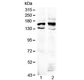 Formin Antibody / FMN1