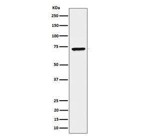Western blot testing of human HeLa cell lysate with CTPS1 antibody. Predicted molecular weight ~67 kDa.