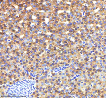 IHC staining of FFPE zebrafish liver tissue with Zebrafish Lysozyme antibody, HRP-labeled secondary