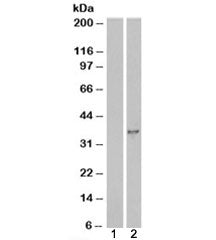 DOK5 Antibody