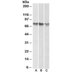 ATF2 Antibody