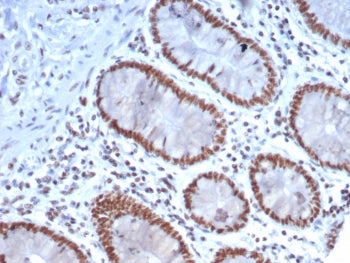 Nucleolin Antibody