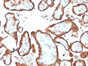 IHC staining of FFPE human placental tissue with HCG-alpha antibody (clone HCGa/7806R). HIER: boil t