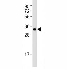 Atg5 Antibody (Zebrafish)