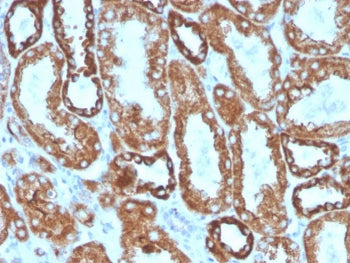 IHC staining of FFPE human kidney with Interferon gamma antibody. HIER: boil tissue sections in pH 9