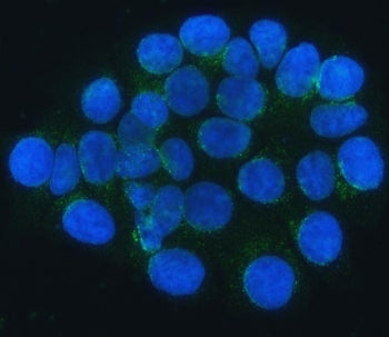 SEC24C Antibody / SEC24-related protein C