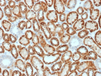 IHC staining of FFPE human kidney tissue with Occludin antibody (clone OCLN/2182). HIER: boil tissue