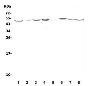 Lox-1 Antibody / Olr1
