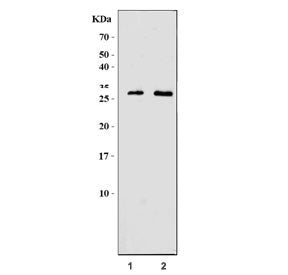 Western blot testing of mouse 1) SP2/0 and 2) Neuro-2a cell lysate with Granzyme M antibody. Predict