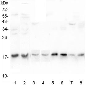 UBC9 Antibody / UBE2I