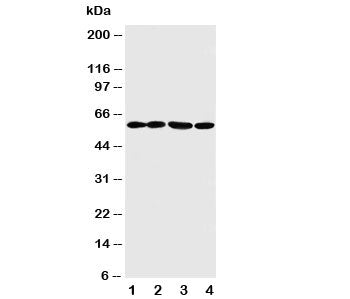 ANGPTL1 Antibody