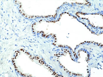 NKX3.1 Antibody