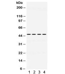 Western blot testing of 1) rat brain, 2) mouse brain, 3) human U87 and 4) human HeLa lysate with PAX