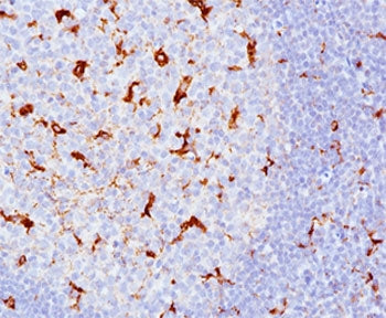 IHC testing of human tonsil (10X) stained with CD68 antibody cocktail (KP1 + C68/684).