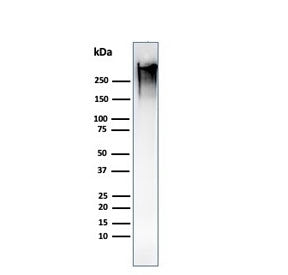 MUC1 Antibody / Mucin-1