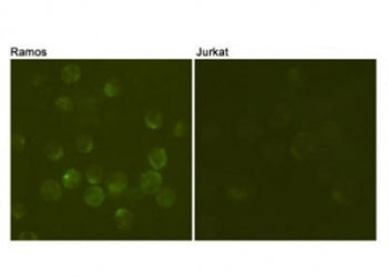 CD19 Antibody