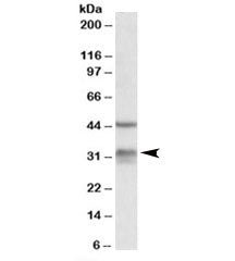 Hsd11b1 Antibody