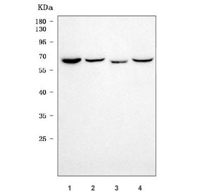 Western blot testing of 1) human HL60, 2) human MCF7, 3) rat lung and 4) rat kidney tissue lysate wi