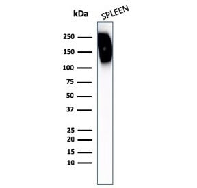 CD45RB Antibody (B-cell marker)