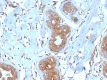 IHC staining of FFPE human breast tissue with LRG1 antibody (clone LRG1/4882) at 2ug/ml in PBS for 3