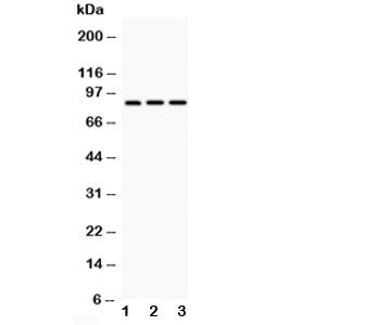 CD18 Antibody