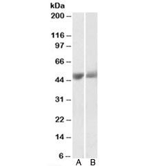 PEDF Antibody