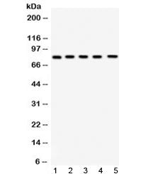 FSH Receptor Antibody