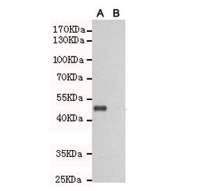 TLR3 Antibody