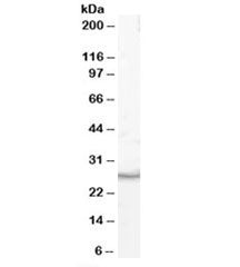 VTI1B Antibody