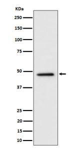 Western blot analysis of TOR4A expression in human HeLa cell lysate using TOR4A antibody. Predicted