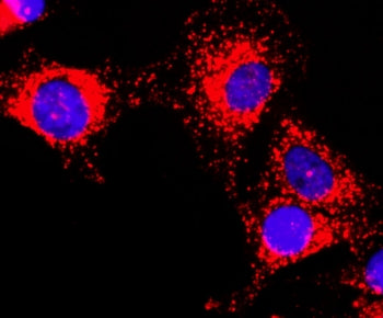 GAPDH Antibody