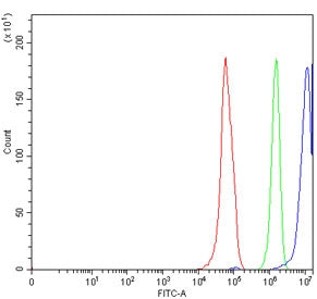 ERCC1 Antibody