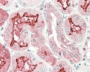 KLK6 Antibody