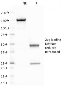 SDS-PAGE analysis of purified, BSA-free CELA3B antibody (clone CELA3B/1758) as confirmation of integ
