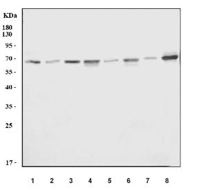 Western blot testing of 1) human HeLa, 2) human A431, 3) human HepG2, 4) human Jurkat, 5) rat brain,