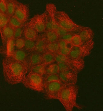 PCNA Antibody