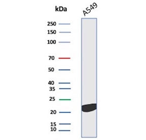 IL-18 Antibody