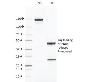 CD46 Antibody
