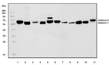 Western blot testing of 1) human Jurkat, 2) human HeLa, 3) human MCF7, 4) monkey COS-7, 5) human K56
