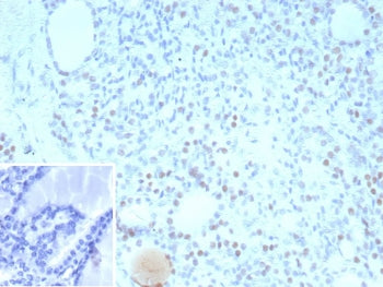 NKX2.1 Antibody / TTF-1