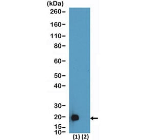 DDDDK Tag Antibody / FLAG Tag