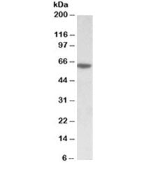 SOX11 Antibody