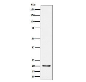 Western blot testing of human HepG2 cell lysate with COPS8 antibody. Predicted molecular weight ~23