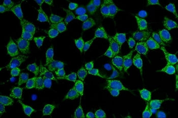 CD86 Antibody