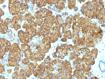 Cytochrome C Antibody Cocktail