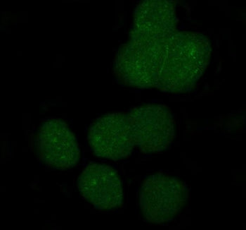 APOBEC3G Antibody