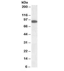 ERC1 Antibody