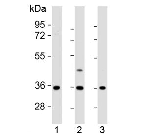 OR2AE1 Antibody (C-Terminal Region)