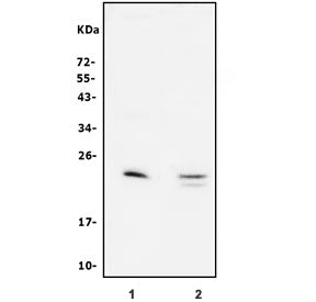 Pulmonary surfactant-associated protein C Antibody / Sftpc